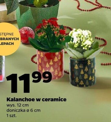 Kalanchoe w ceramice z sercem promocja w Netto