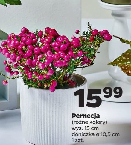 Pernecja don. 10.5 cm promocja w Netto