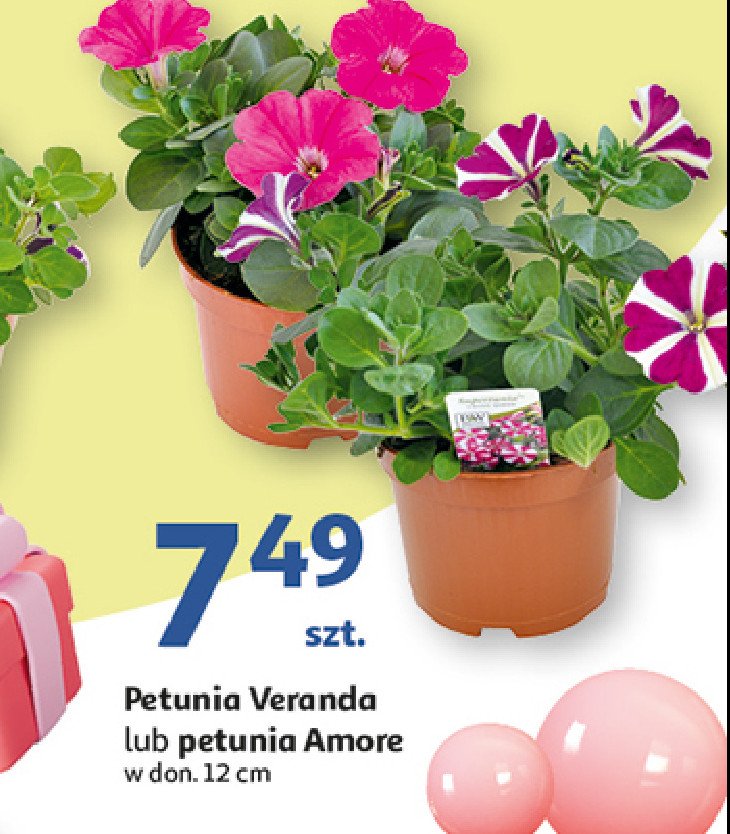 Petunia veranda kaskadowa don. 12 cm promocja w Auchan