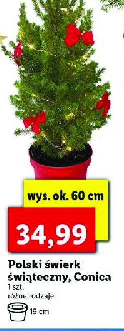 Świerk conica 60 cm promocja