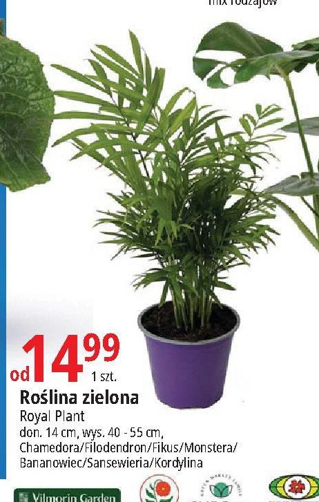 Sansewieria ROYAL PLANT promocja