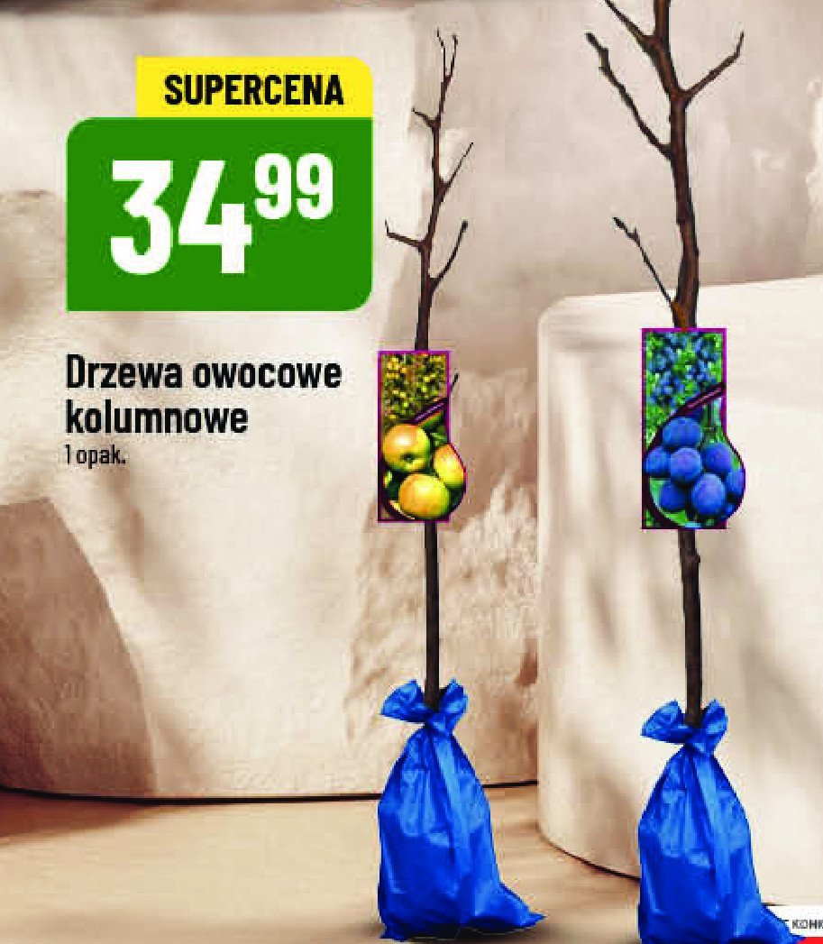 Drzewo owocowe kolumnowe promocja w POLOmarket