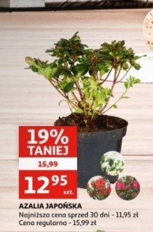 Azalia japo艅ska promocja