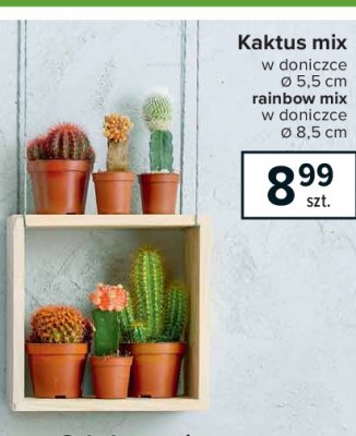 Kaktus rainbow 8.5 cm promocja