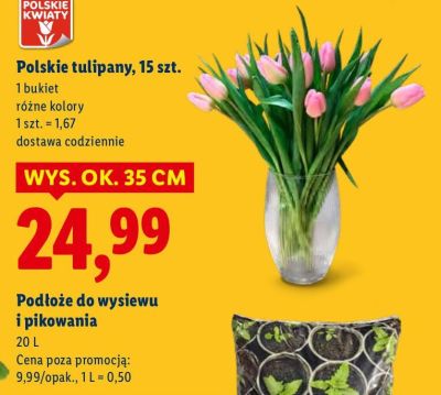 Kwiaty Polskie tulipany, 15 szt. promocja w Lidl