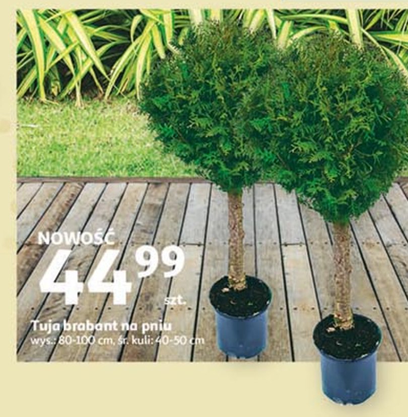 Tuja brabant 80-100 cm promocja