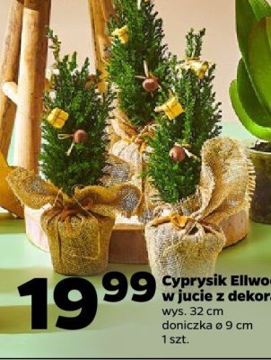 Cyprysik Ellwoodii w lutce z dekoracją promocja w Netto