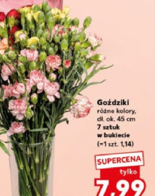 Goździki 7 szt. promocja w Kaufland