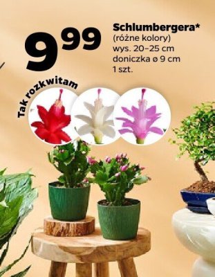 Schlumbergera różne kolory promocja w Netto