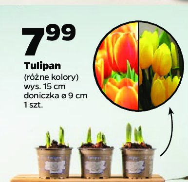 Tulipan śr.doniczki 9 cm promocja