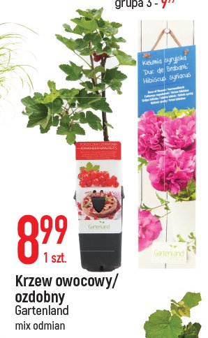 Porzeczka Gartenland promocja