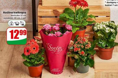 Roślina kwitnąca doniczka 12 cm promocja w Dino