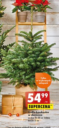 Jod艂a kaukaska w donicy wys. 80-100 cm promocja