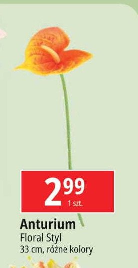 Anturium pojedyncze Floral styl promocja