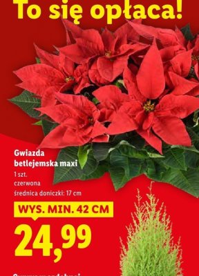 Gwiazda betlejemska maxi promocja w Lidl