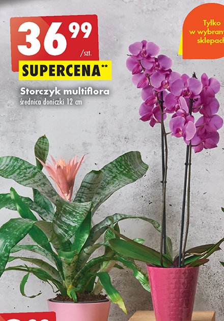Storczyk multiflora don. 12 cm promocja