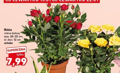Róża różne kolory promocja w Kaufland