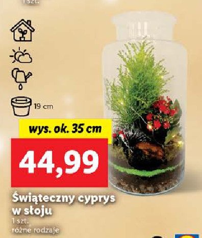 Cyprys świąteczny w słoju 35 cm promocja