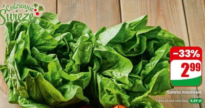 Sałata masłowa Dino promocja w Dino