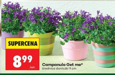 Roślina Campanula Get me średnica doniczki 9 cm promocja w Biedronka