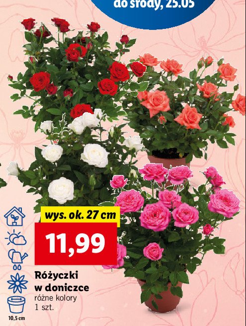 Róża śr. 10.5 cm promocje