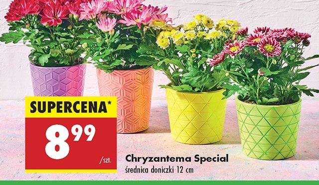 Chryzantema specjal 12 cm promocja w Biedronka