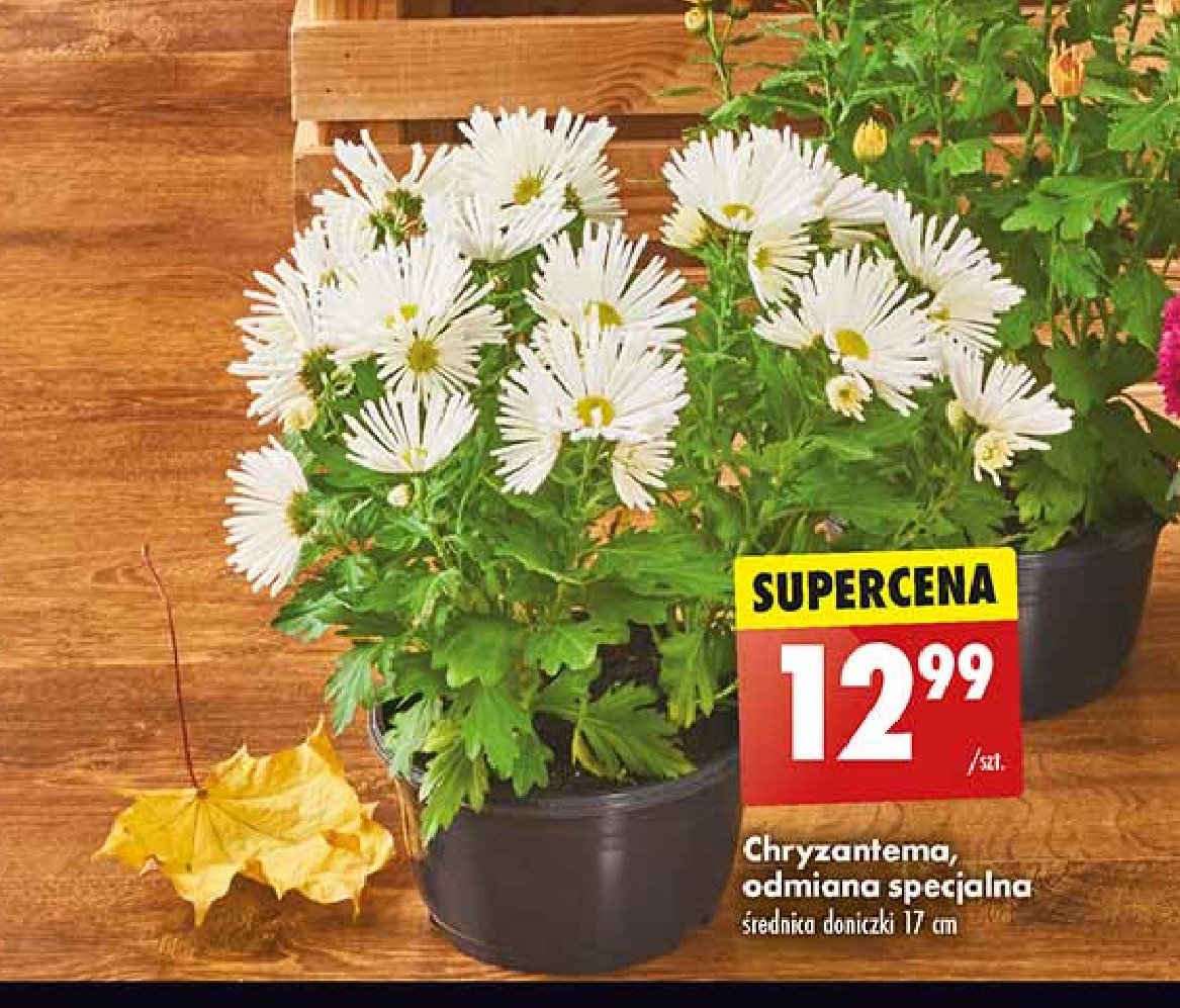 Chryzantema odmiana specjalna 17 cm promocja w Biedronka