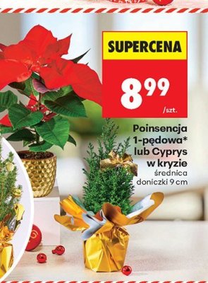Poinsecja 1-pędowa  lub Cyprys w kryzie promocja w Biedronka