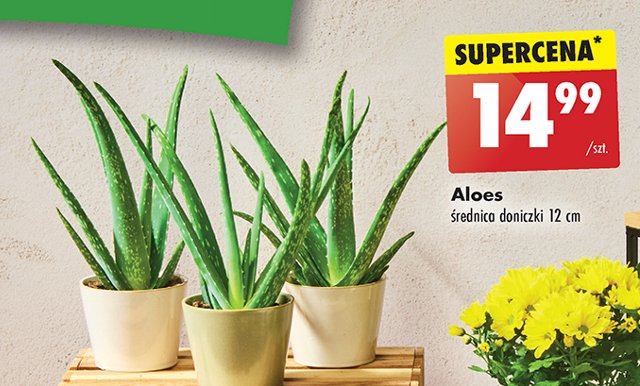 Aloes 12 cm promocja