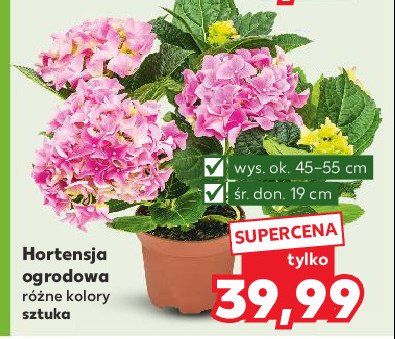 Hortensja ogrodowa śr. 19 cm promocja w Kaufland