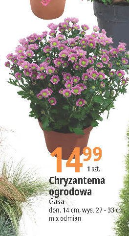 Chryzantema ogrodowa promocja