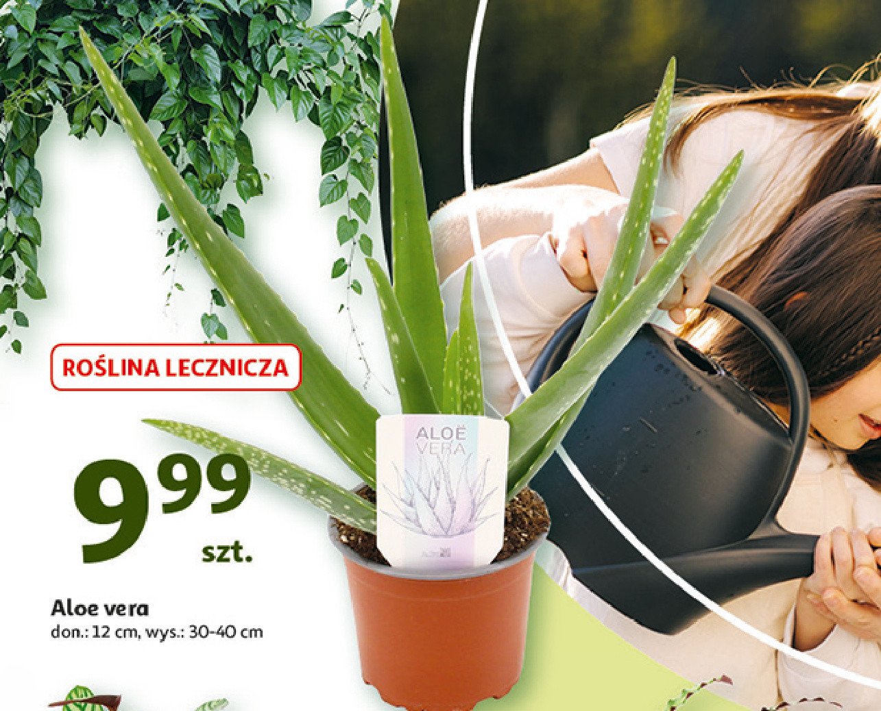 Aloe vera 12 cm promocja