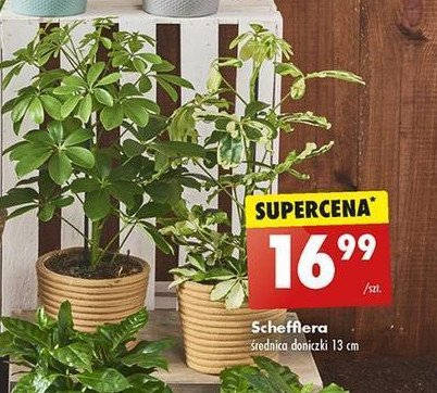 Schefflera promocja