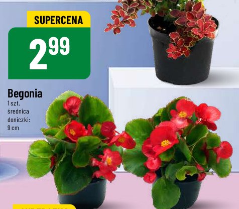 Begonia doniczka śr. 9 cm promocja