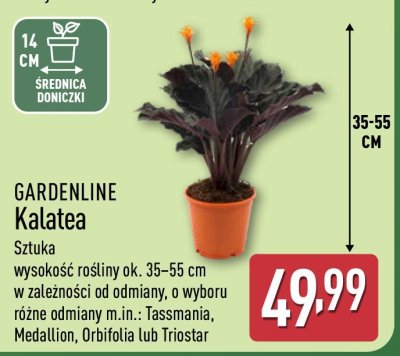 Kalatea promocja w Aldi