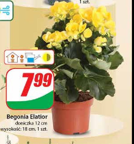 Begonia elatior don. 12 cm promocja