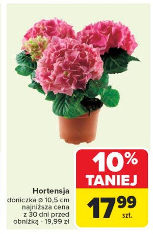 Hortensja promocja w Carrefour Market