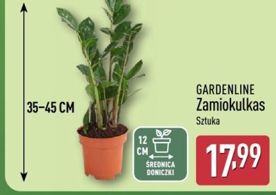 Zamiokutkas promocja w Aldi