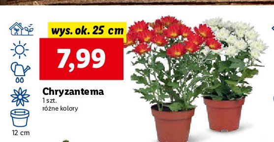 Chryzantema doniczka wys. 25 cm promocja w Dino