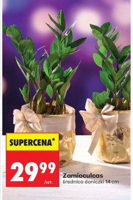 Roślina doniczkowa Zamioculcas promocja w Biedronka