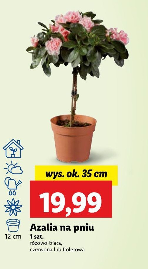 Azalia na pniu don. 12 cm wys. 35 cm promocja w Lidl