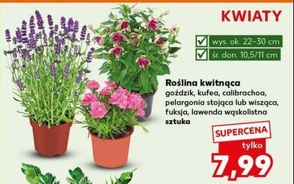 Pelargonia wisząca don. 11 cm promocja w Kaufland
