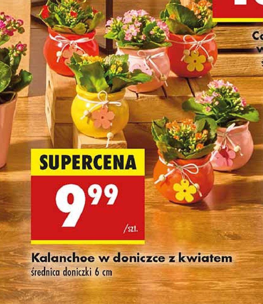 Kalanchoe w doniczce z kwiatem 6 cm promocja