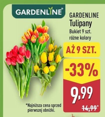 Tulipany GARDENLINE promocja w Aldi