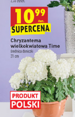 Chryzantema time 艣r. don. 21 cm promocja