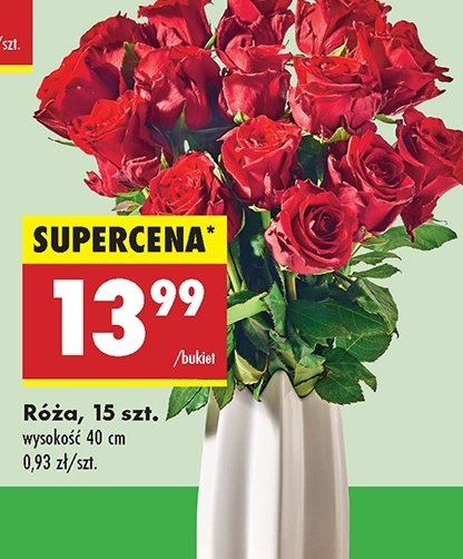 Róża 40 cm promocja w Biedronka
