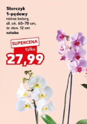 Storczyk 1-pędowy promocja w Kaufland
