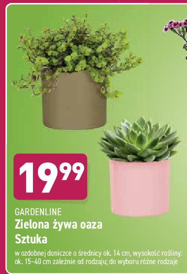 Oaza zielona 偶ywa 14 cm promocja
