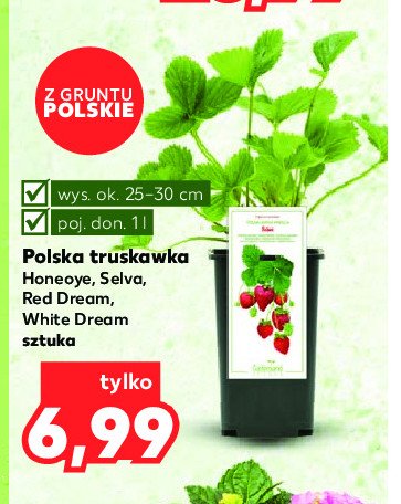 Truskawka red dream 25-30 cm promocja