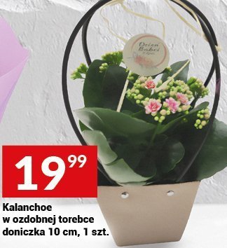 Kalanchoe w ozdobnej torebce doniczka 10 cm, 1 szt. promocja w Twój Market